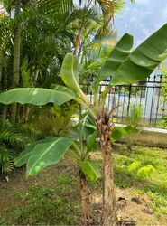 Lorong Marican (D14), Terrace #425099571